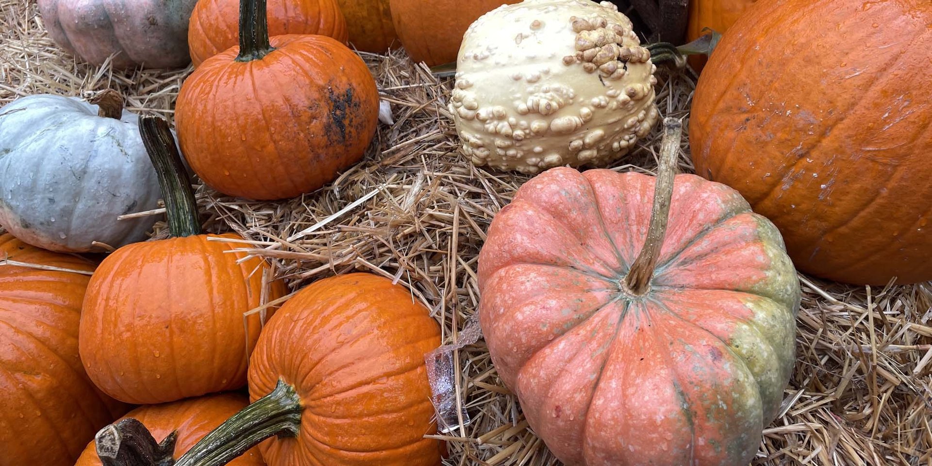 Halloween at the Seaport Museum — Pier 16 · Sat Oct 31 · 11am–5pm · FREE