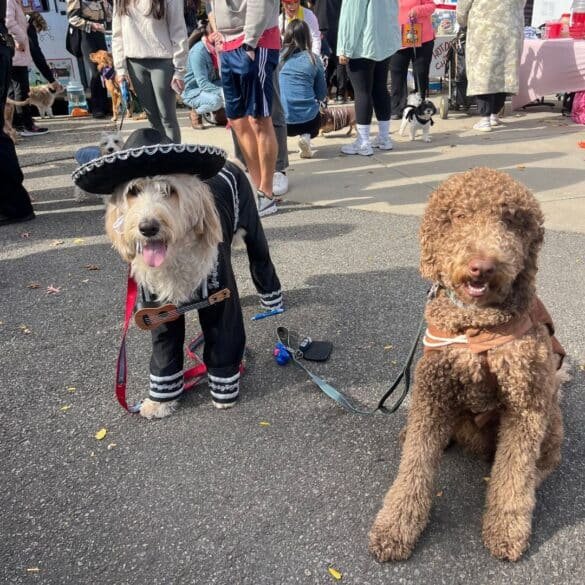 Fort Lee Halloween Dog Park-tacular — Saturday, October 17, 2026, 11:00 AM – 3:00 PM
