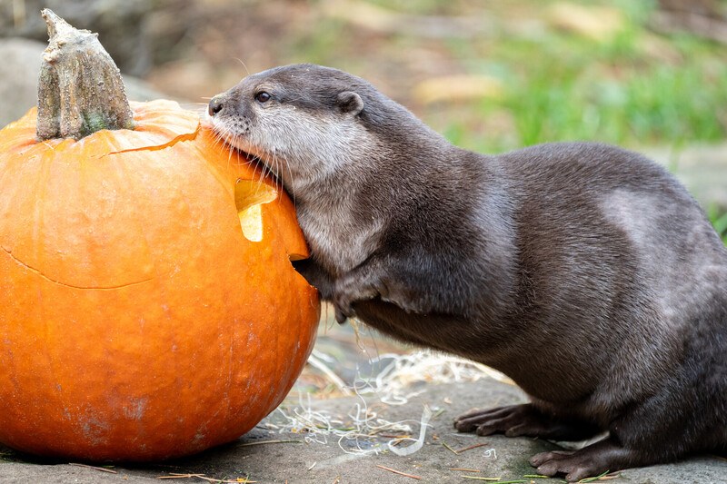 Pumpkin Bash — Woodland Park Zoo · Sat Oct 31