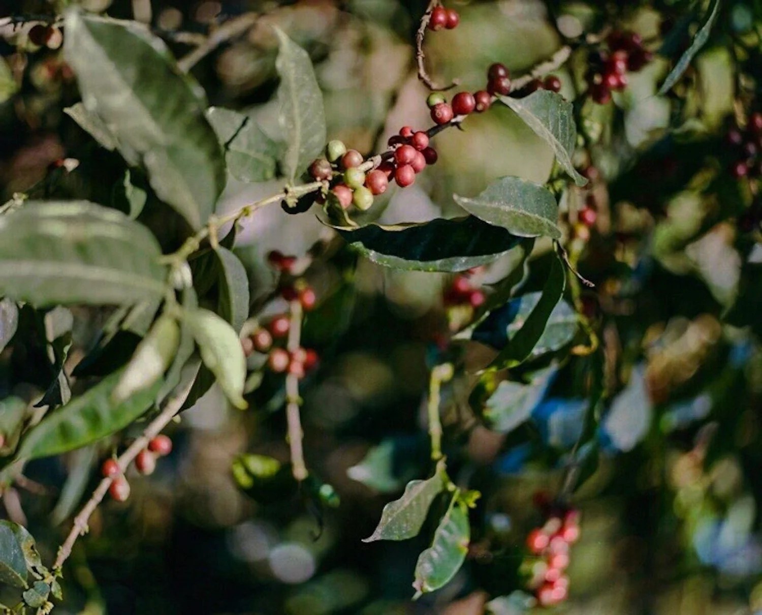 Southdown Coffee