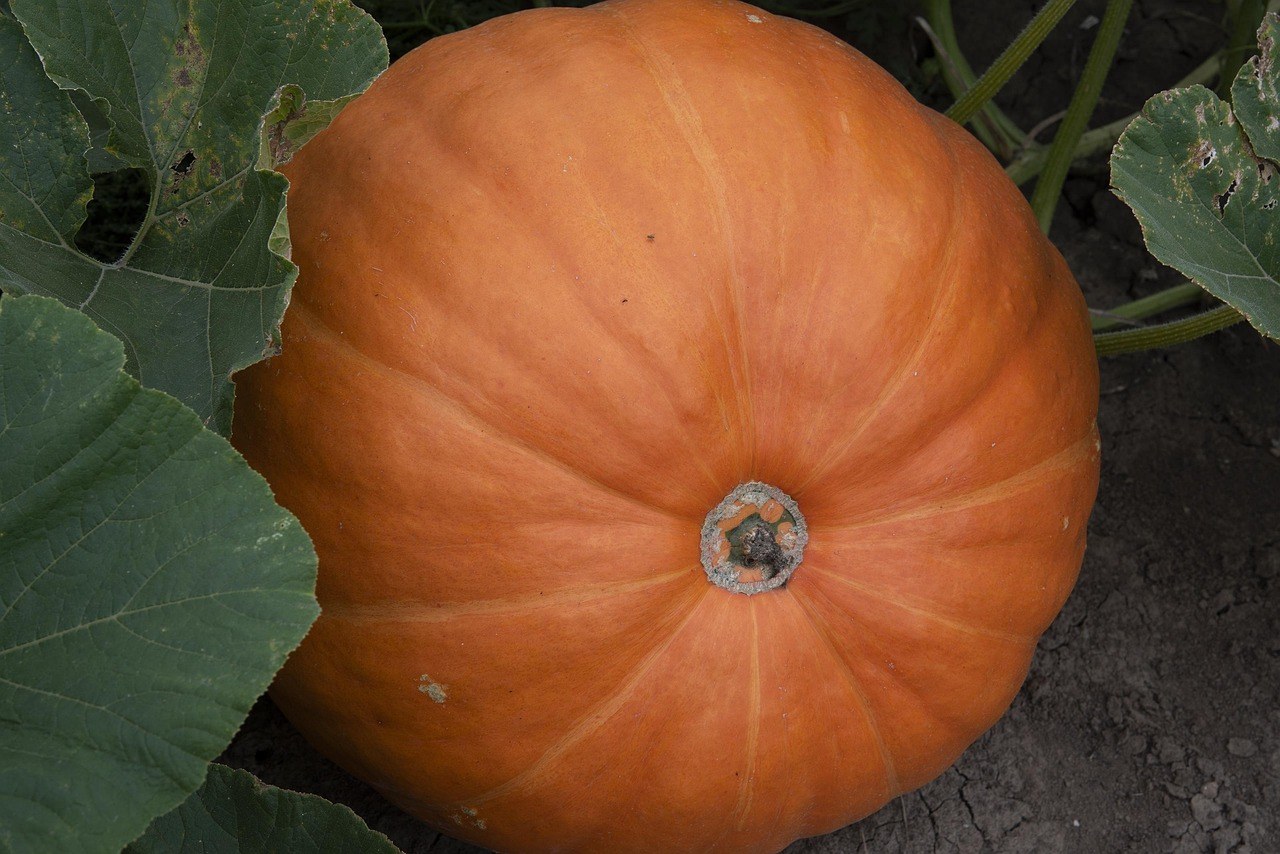 Sweetbriar's Halloween Spookacular