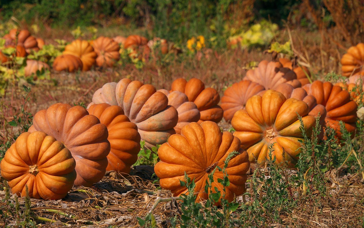 Fink's Country Farm Fall Festival