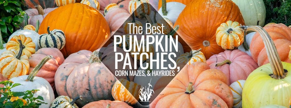 41st Annual PumpkinFest — Franklin · Oct 24–25