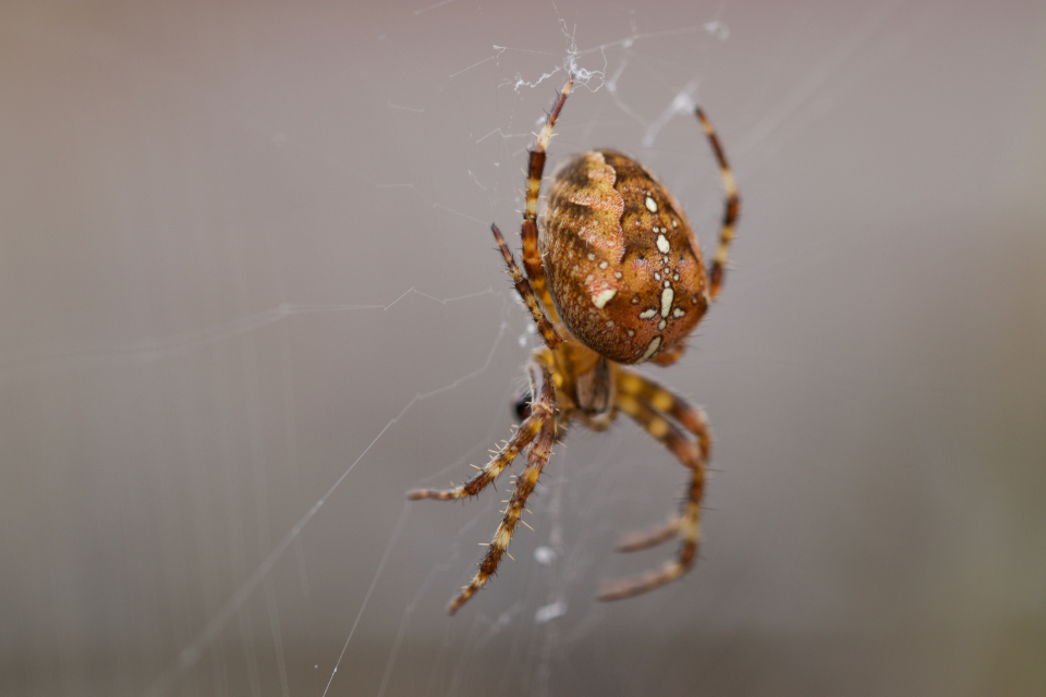 What Webs Beneath