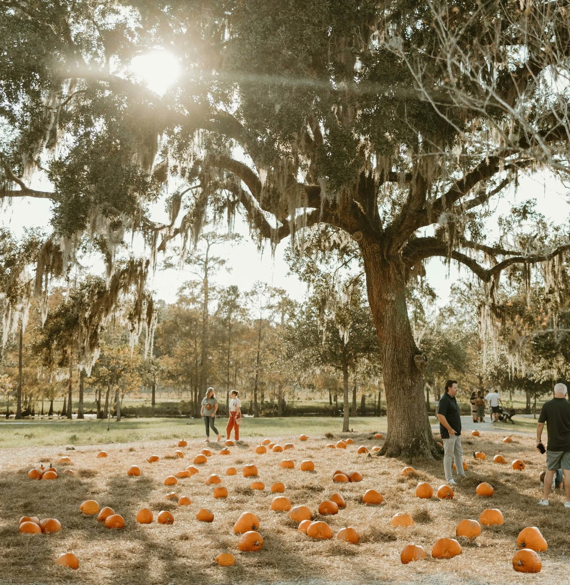 Pumpkin Patch at Congaree and Penn — Congaree and Penn · Sep 24-Nov 1