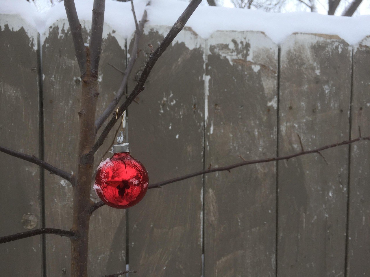 Festive On Forest Ave