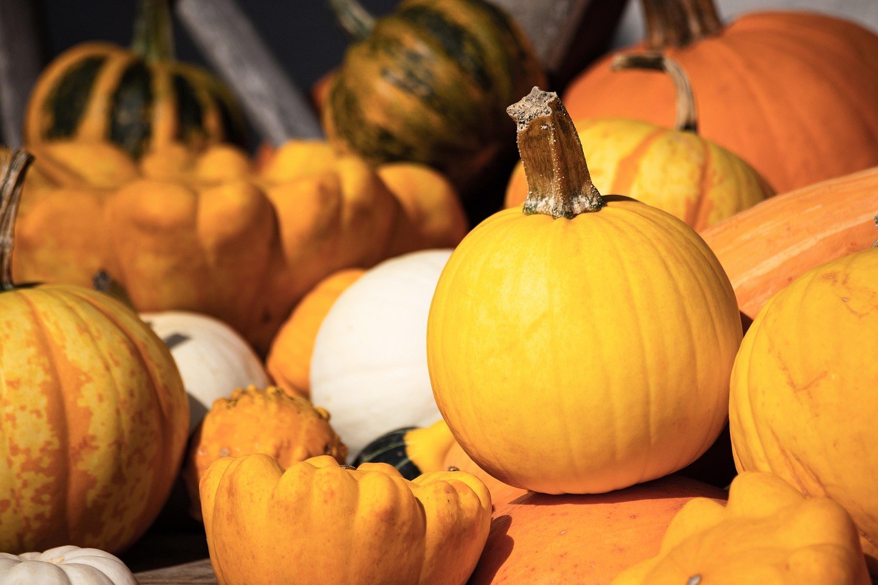 Marini Farm Corn Maze — Fall Season