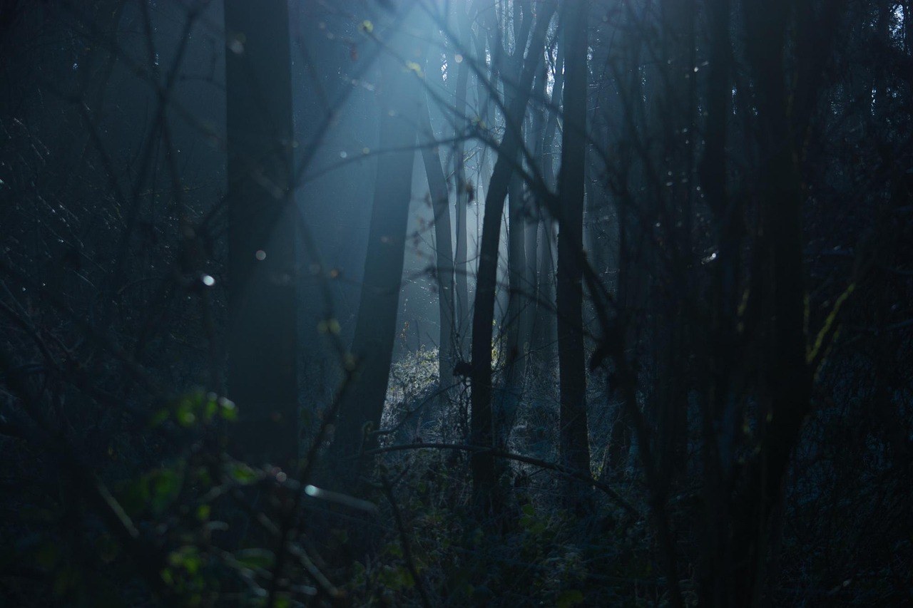 Witch's Woods