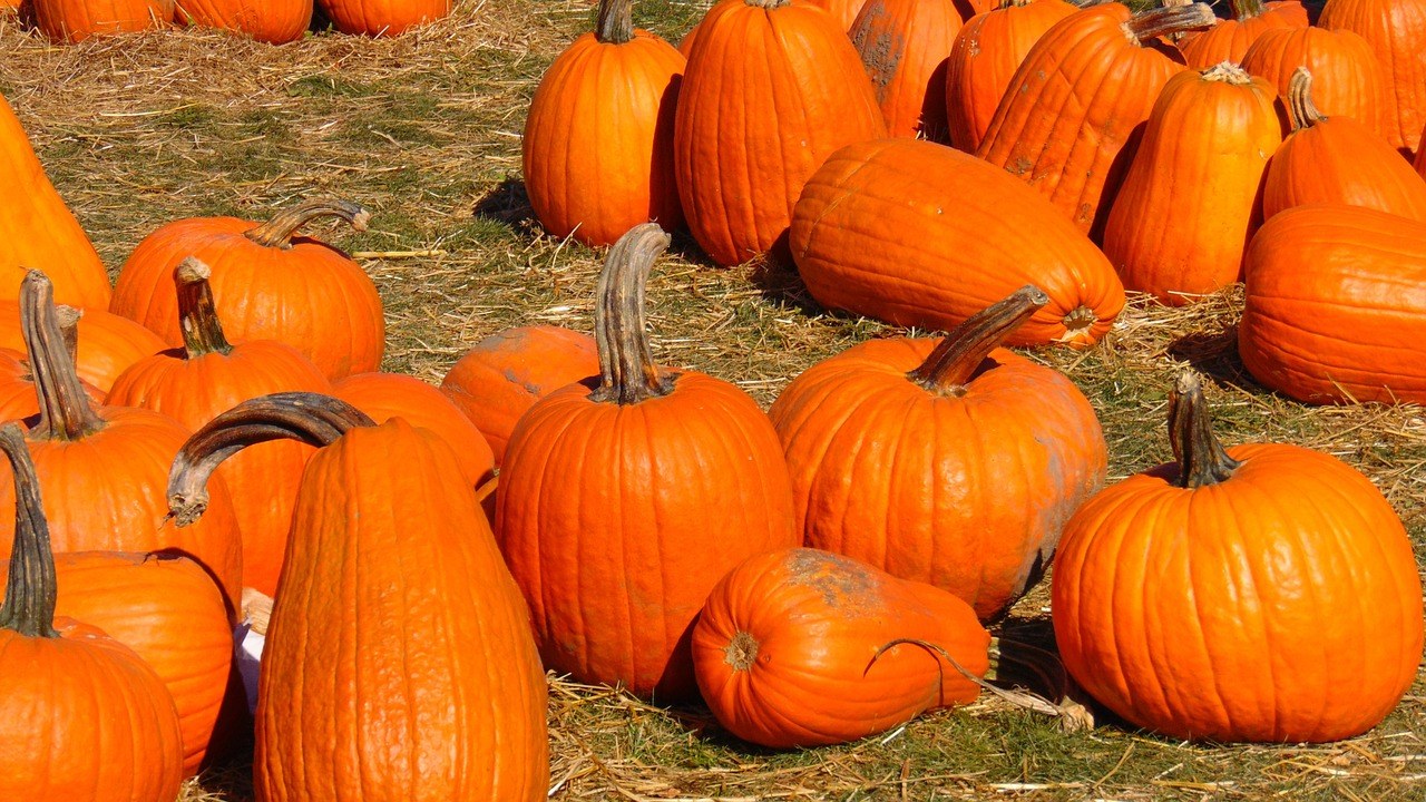 Brightwaters Farms Fall Harvest Festival