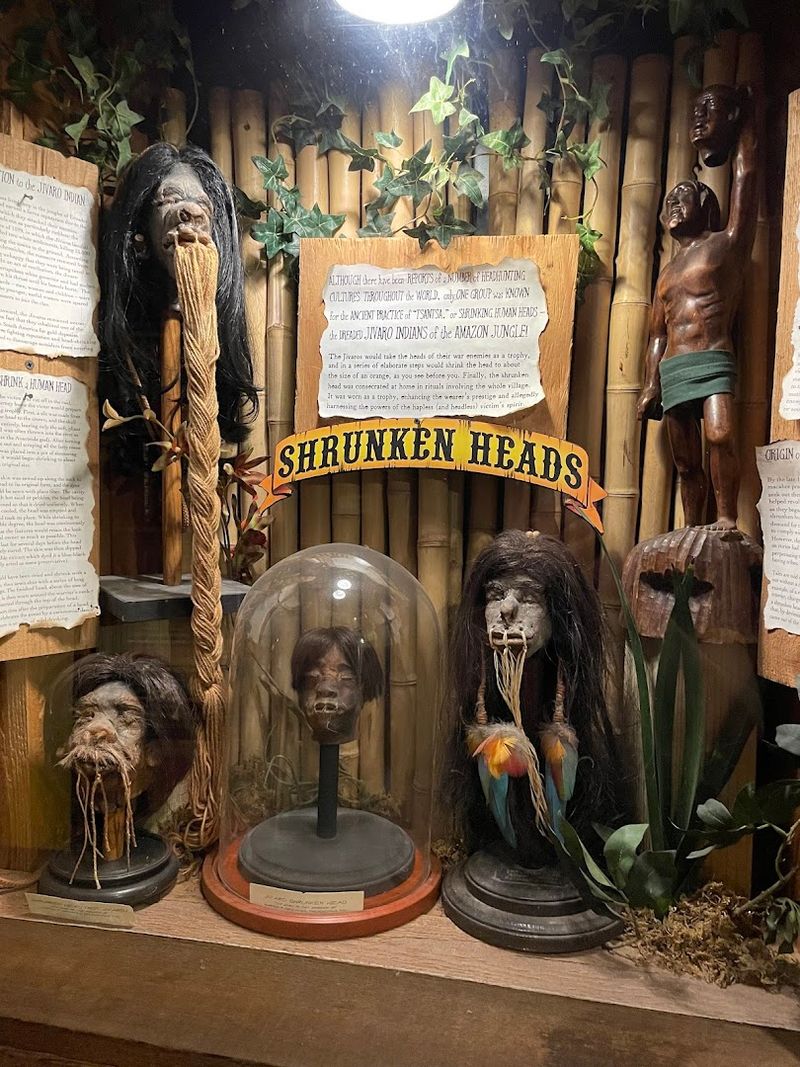 Museum of the Weird