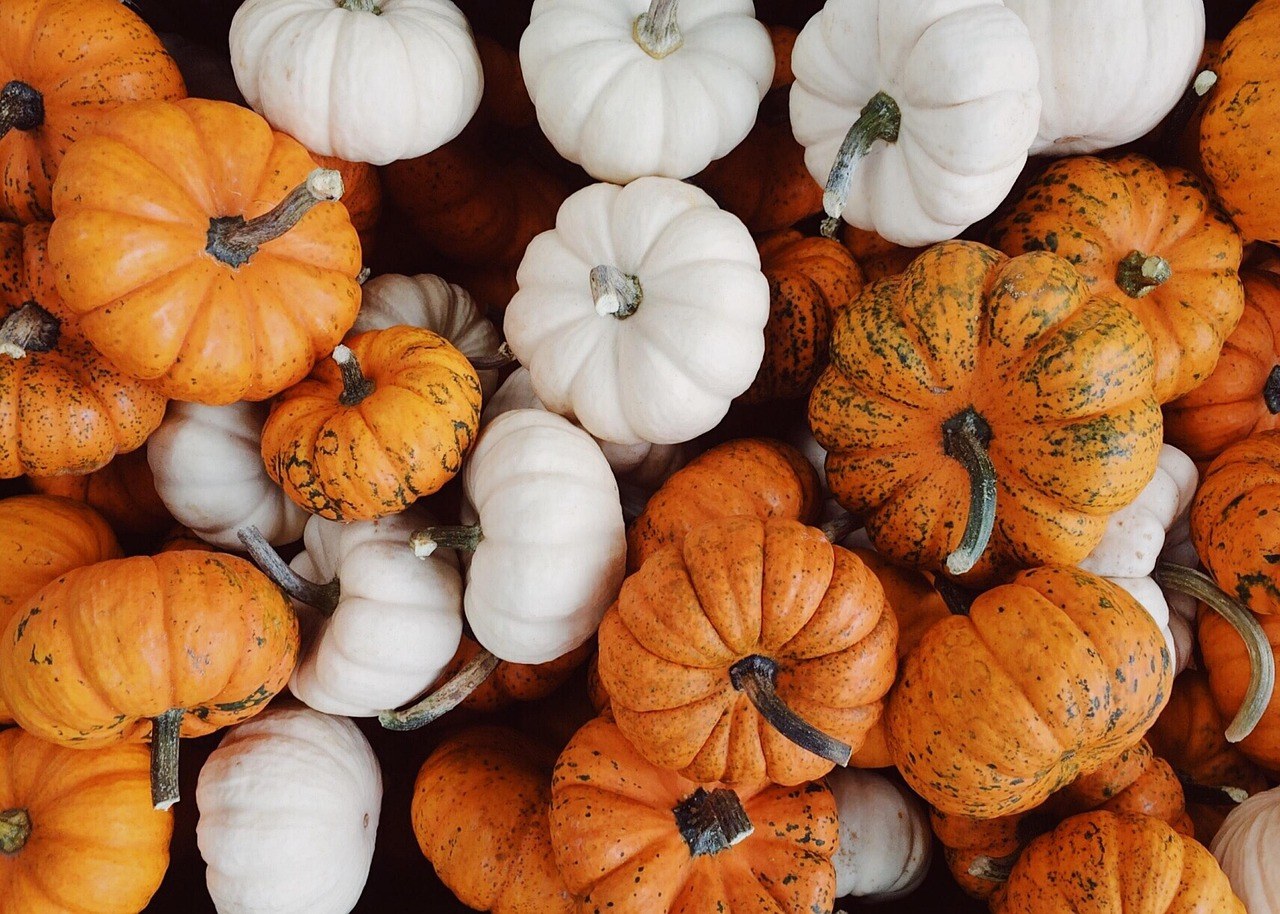 Bunnell Farm — Fall Season