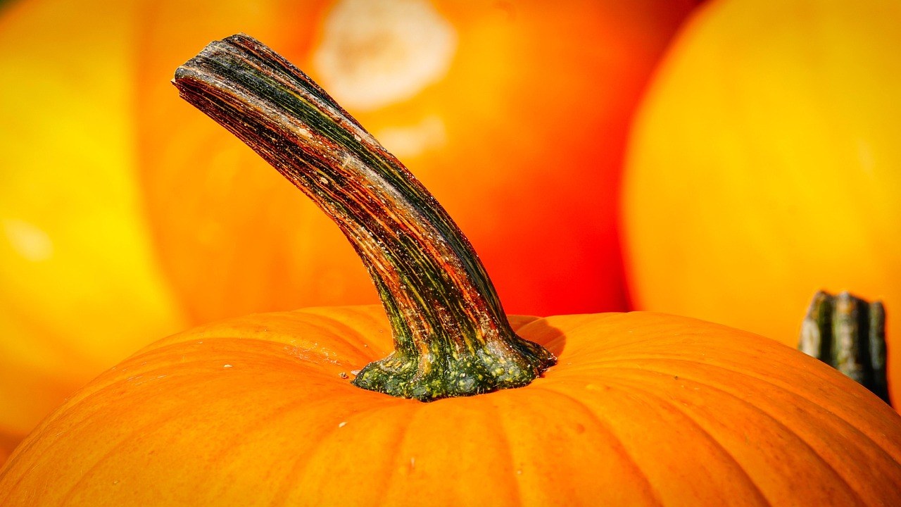 Klingel's Farm Corn Maze & Pumpkin Patch