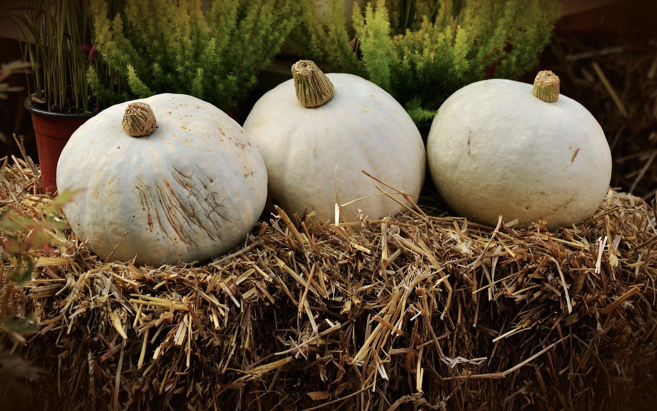C Casola Farms Haunted Attractions