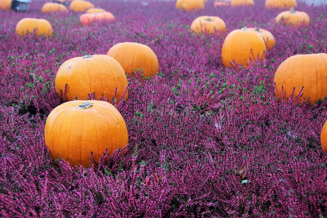 Treworgy Family Orchards — Fall Season