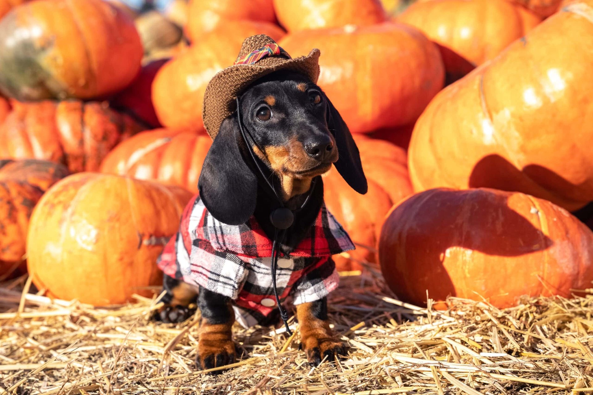 Wölffer Cider Fest — The Wine Stand, Sagaponack · Sat Oct 24 · 2–5pm