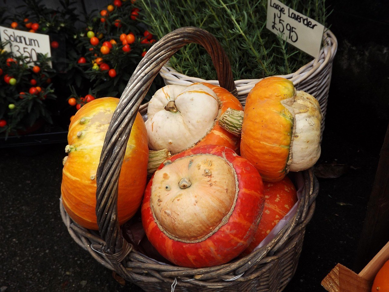 Fairview Farm Corn Maze — Bridgehampton · Oct 23–25 & 30–Nov 1 · 10am–6pm