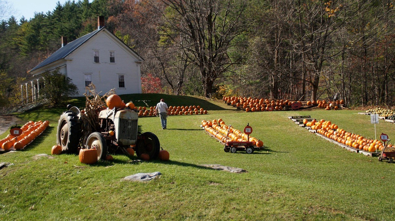 Field of Screams