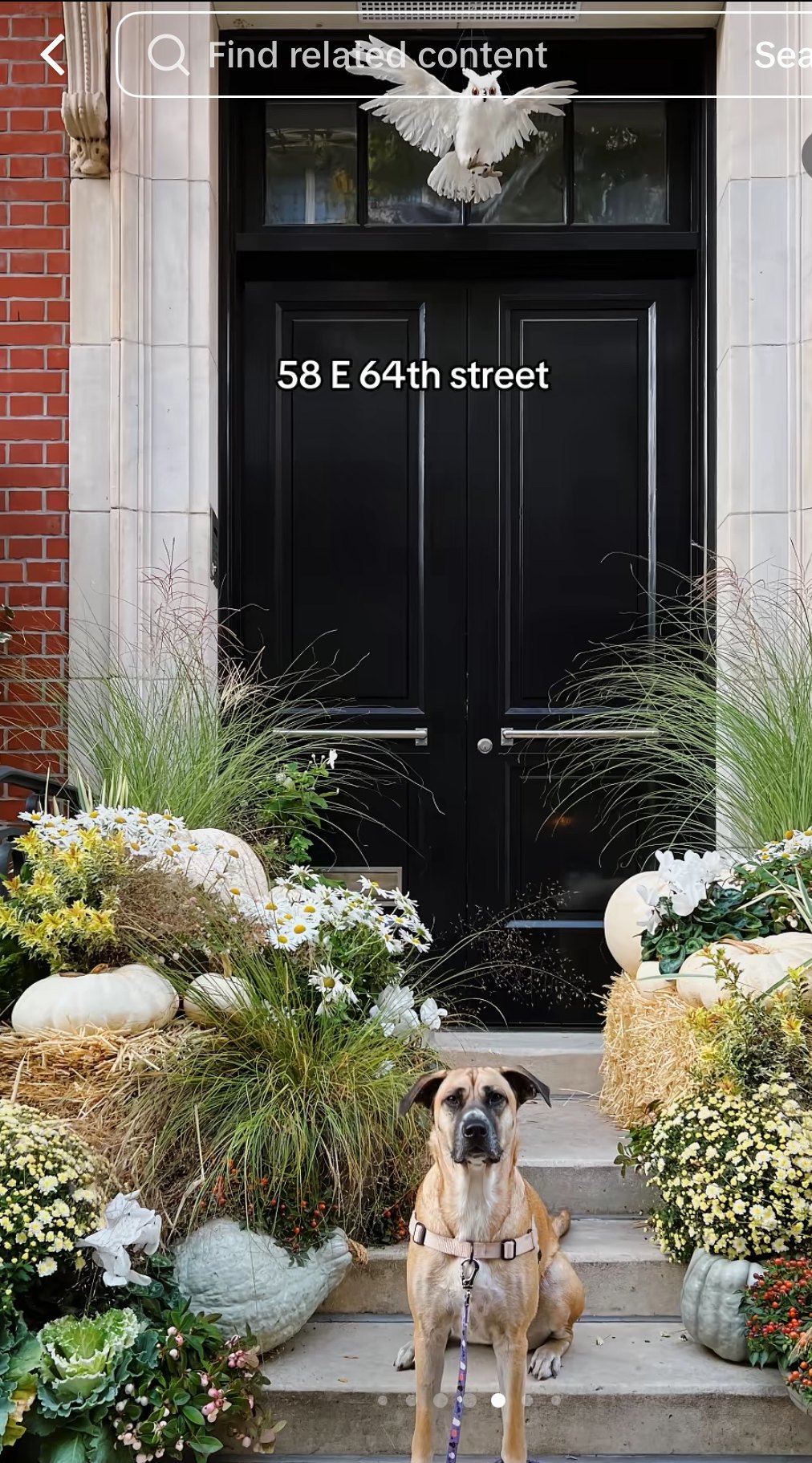 White Pumpkin Stoop