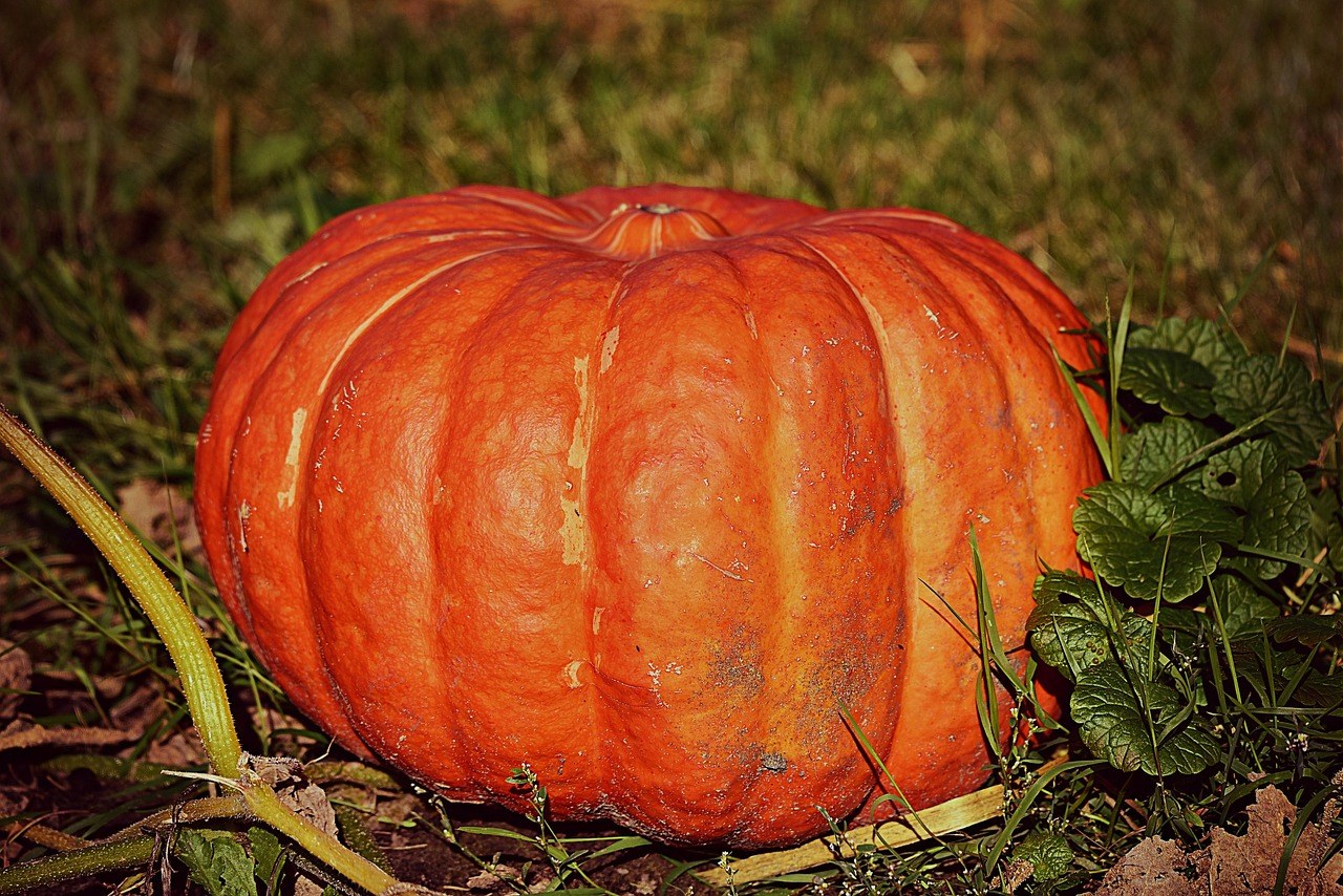 NightMare On Falls Brook