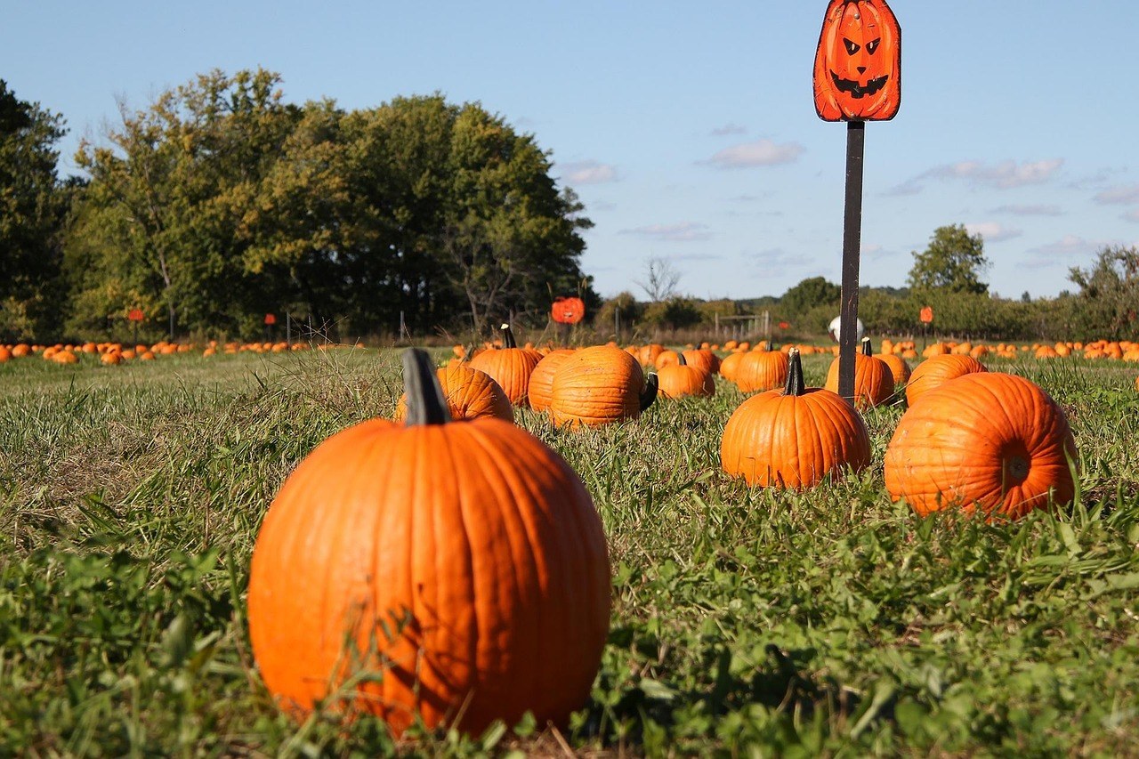 20 Henderson Cir Halloween Display