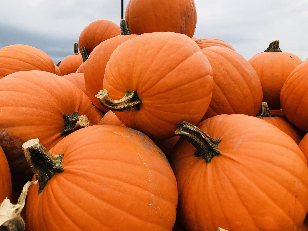 Coolspring Corn Maze & Trail of Fear