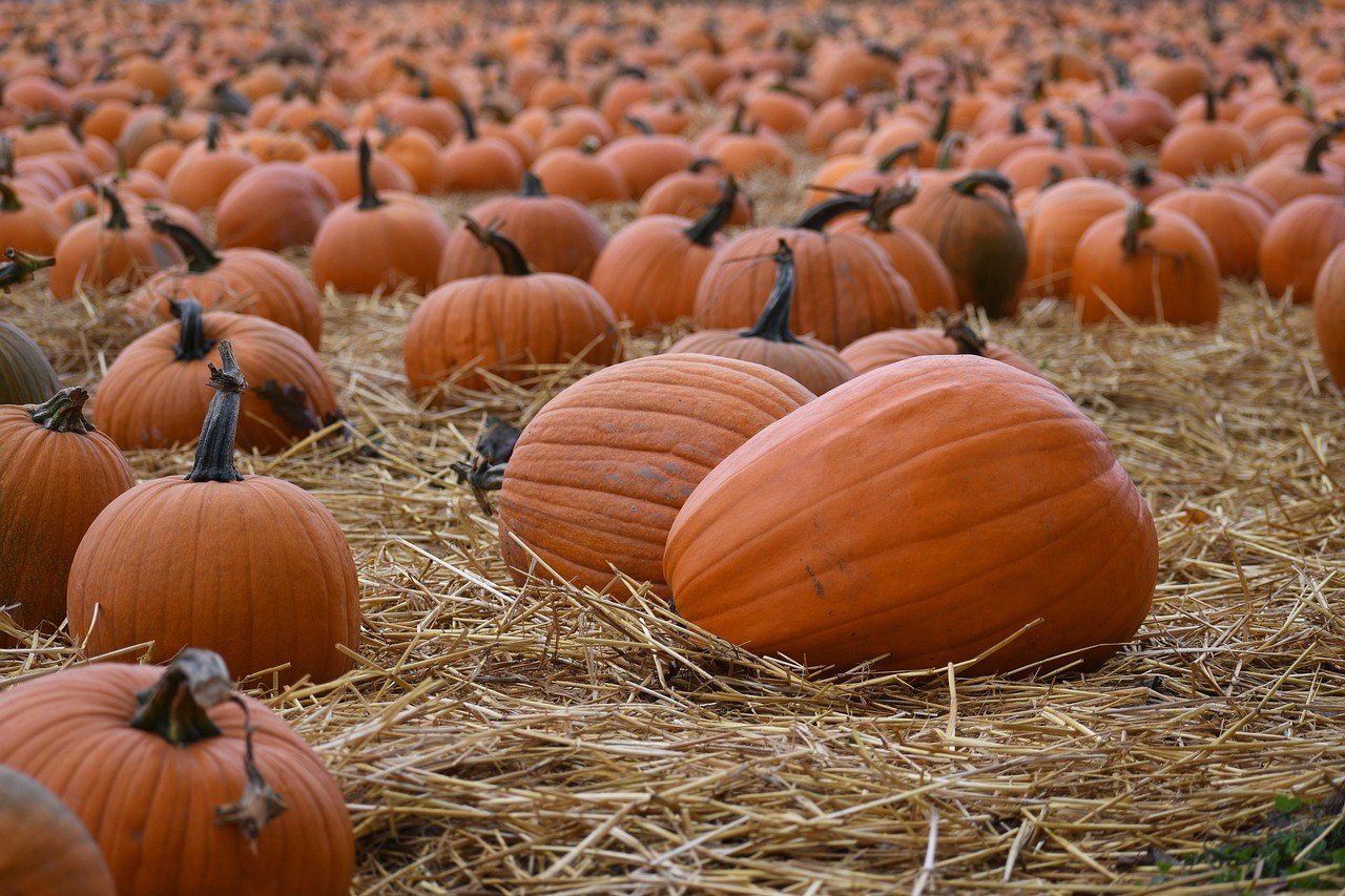 Beats for Treats: Saint James Joy Halloween Block Party — Saint James Place · Sat Oct 24 · Opens 12pm · FREE