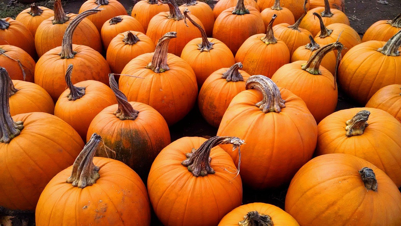 Hicks Family Farm Haunted Corn Maze