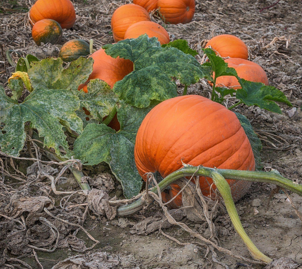 Crescent Farm PYO Pumpkins