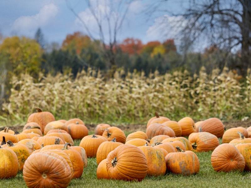 Jack O'Lantern Spectacular — Kentucky Kingdom (Oct 1–Nov 1)