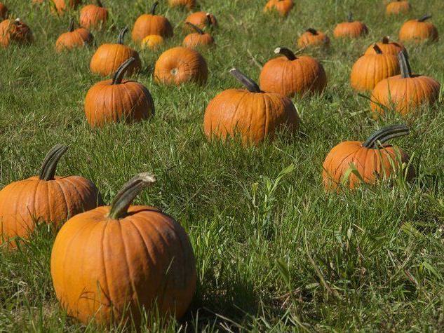 Secor Farms Fall Festival — Mahwah · Sep 12–Nov 1 · Weekdays 3–4:30pm · Weekends 9:30am–4pm