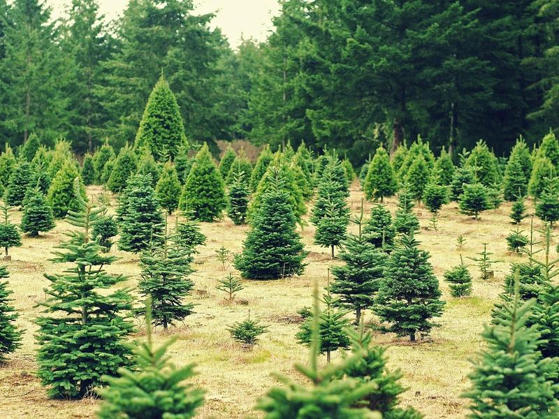 Christmas On Byrd Drive