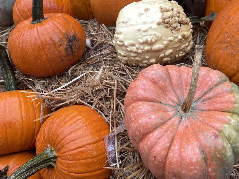 Halloween at the Seaport Museum — Pier 16 · Sat Oct 31 · 11am–5pm · FREE