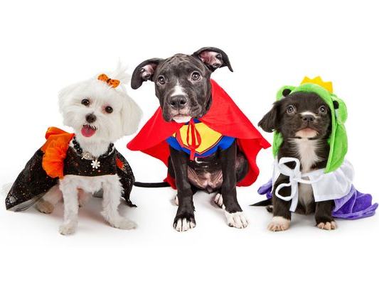 Bartober Fest: Howl-o-ween Costume Party — Saturday, October 24, 2026, 12:00 PM – 2:00 PM
