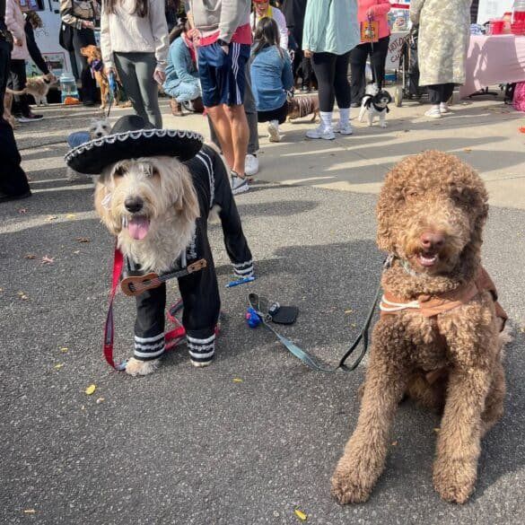 Fort Lee Halloween Dog Park-tacular — Saturday, October 17, 2026, 11:00 AM – 3:00 PM