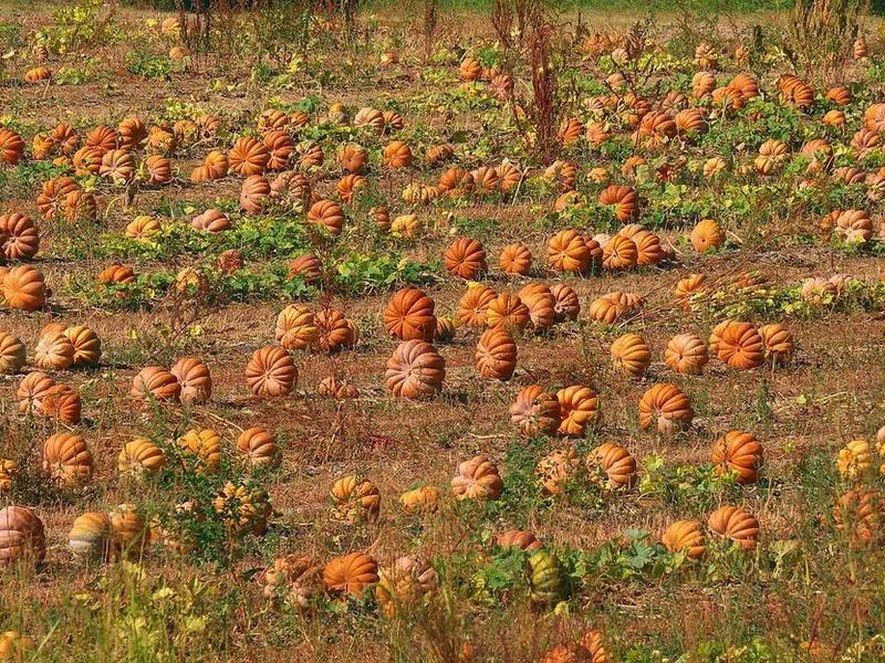 Pumpkin Nights