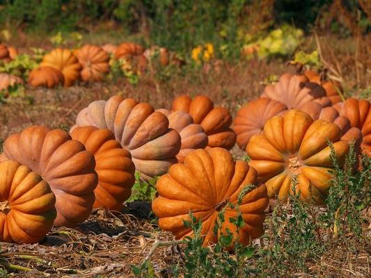 Fink's Country Farm Fall Festival