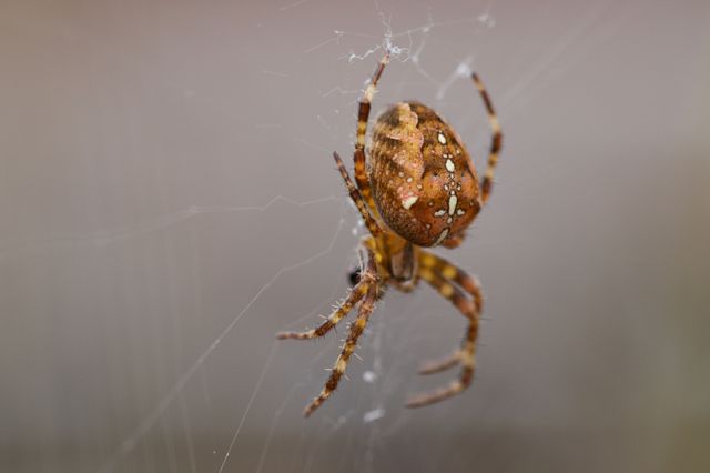 What Webs Beneath