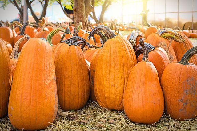 405 Warren Avenue Halloween Display