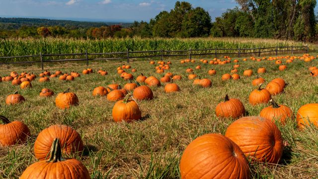 Pumpkin Patch at Queens County Farm Museum — Oct 1-31, 2026, Weekdays 1-5 PM, Weekends 10 AM-5 PM