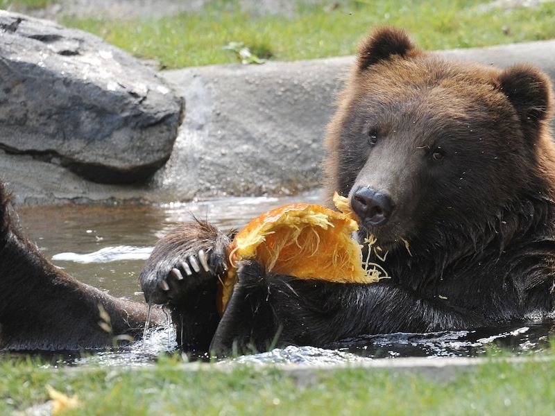 Boo at the Zoo — 2026-09-26 to 2026-11-01 (weekends + Oct 12) (Included with zoo admission ($)