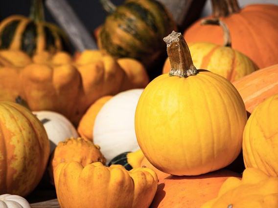 Marini Farm Corn Maze — Fall Season