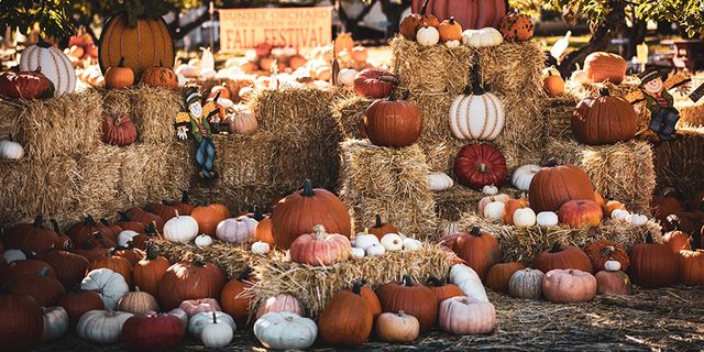 Fall Harvest Festival at Brooklyn Botanic Garden —  11am-5pm (last entry 4:30pm)