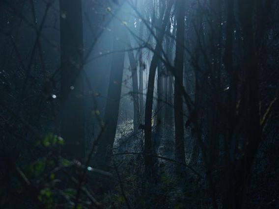 Witch's Woods