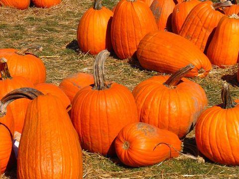 Brightwaters Farms Fall Harvest Festival