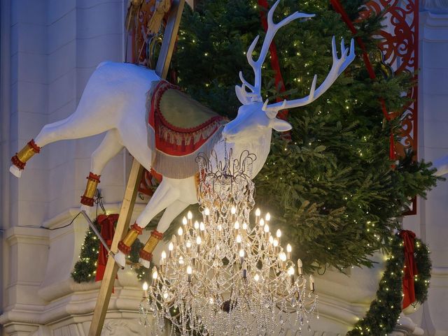 CANDY CANE TREES
