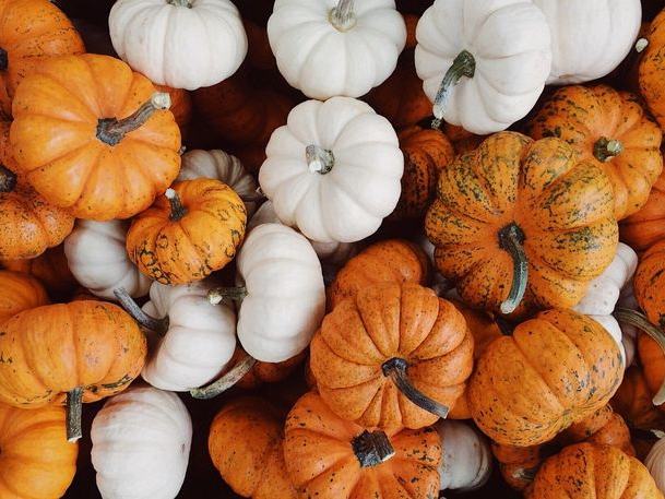 Bunnell Farm — Fall Season