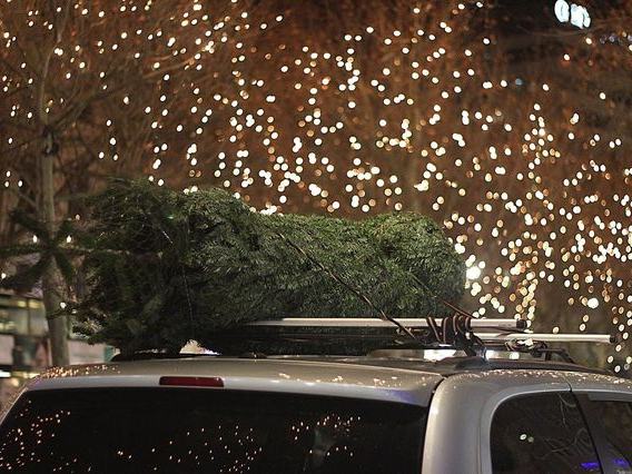 Fir Ave Lights
