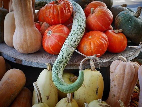 The Apple Place — Fall Season