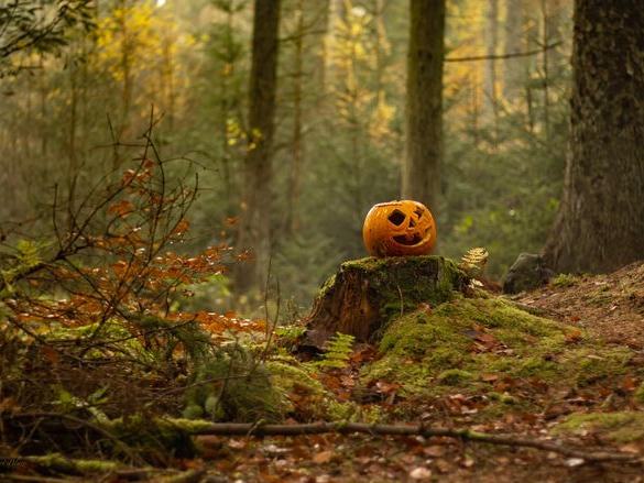 Halloween Tricks, Treats and Trees at Robinson Nature Center (Oct 24 to Oct 25)