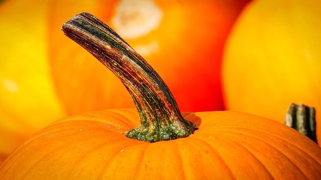 Klingel's Farm Corn Maze & Pumpkin Patch